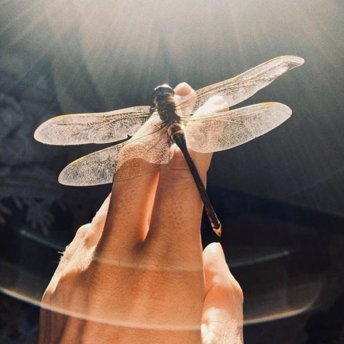 mão com libélula