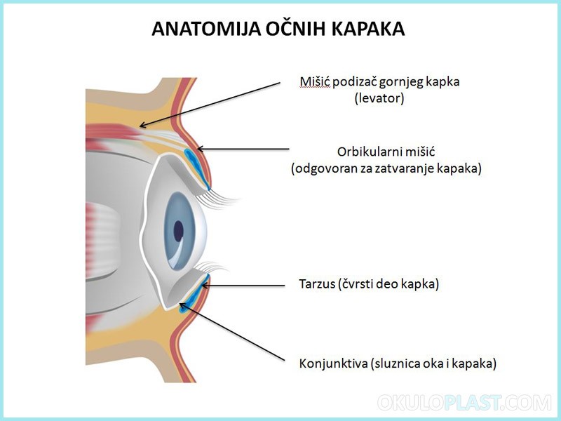 anatomija-ocnih-kapaka