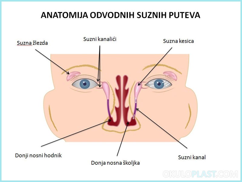 anatomija-ocnih-kapaka