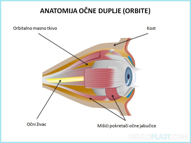 anatomija-ocnih-kapaka