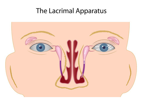 anatomija-ocnih-kapaka