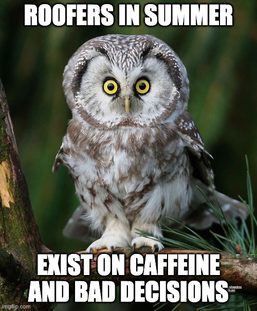 Sleep-Deprived Owl: Summer Roofer Mode