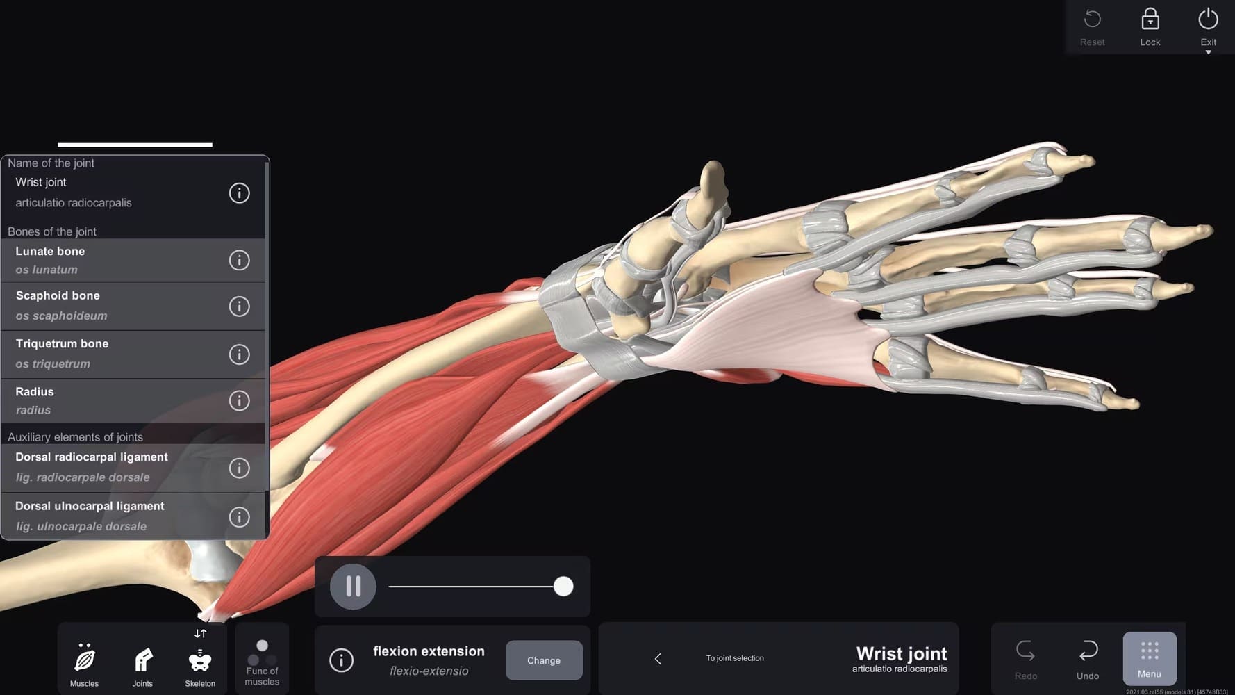 Functional Anatomy and dynamic learning
