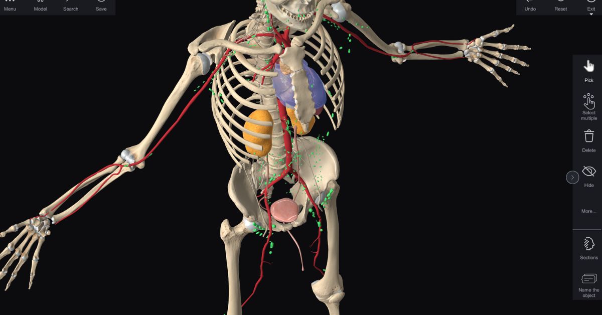 SVision Anatomy Table