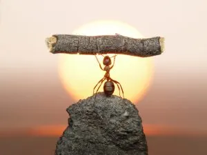 "Ant carrying a stick" icon