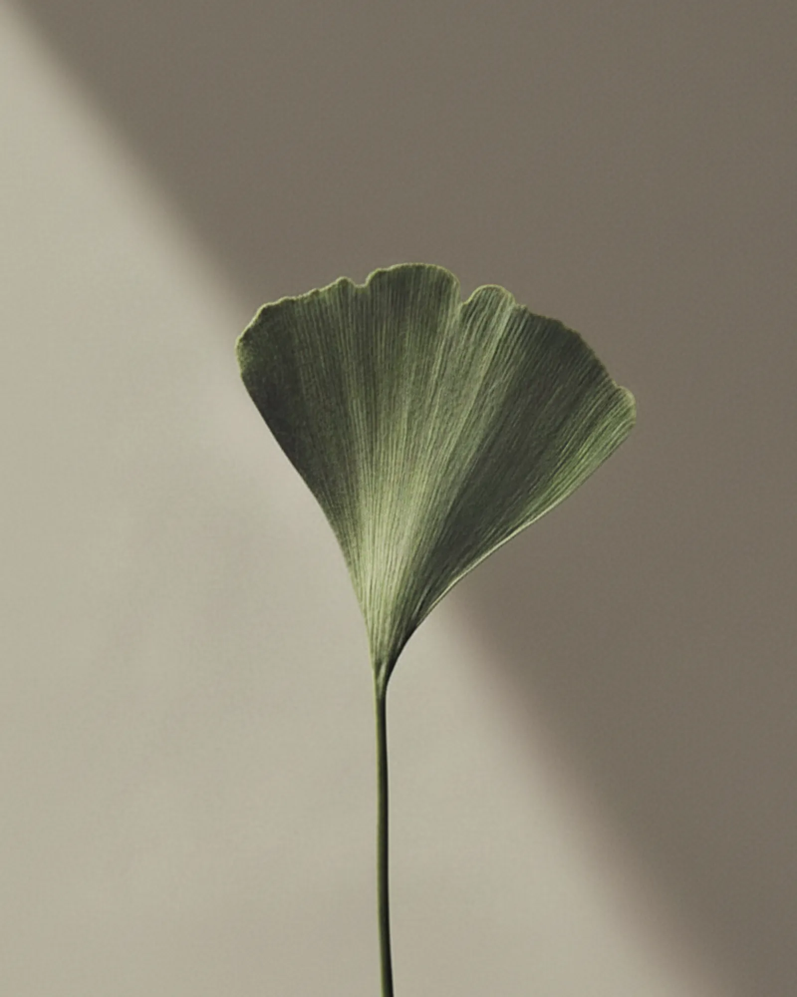Single green ginkgo leaf with fan-shaped blades and a long stem against a neutral background.