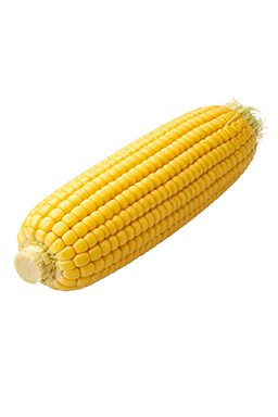 Maïskolf als vergelijking voor de grootte van de baby bij 24 weken zwangerschap.