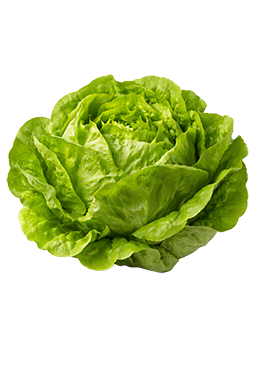 Kropsla als vergelijking voor de grootte van de baby bij 26 weken zwangerschap.