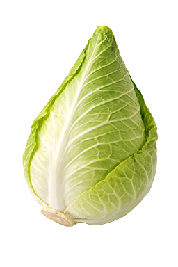 Spitskool als vergelijking voor de grootte van de baby bij 34 weken zwangerschap.