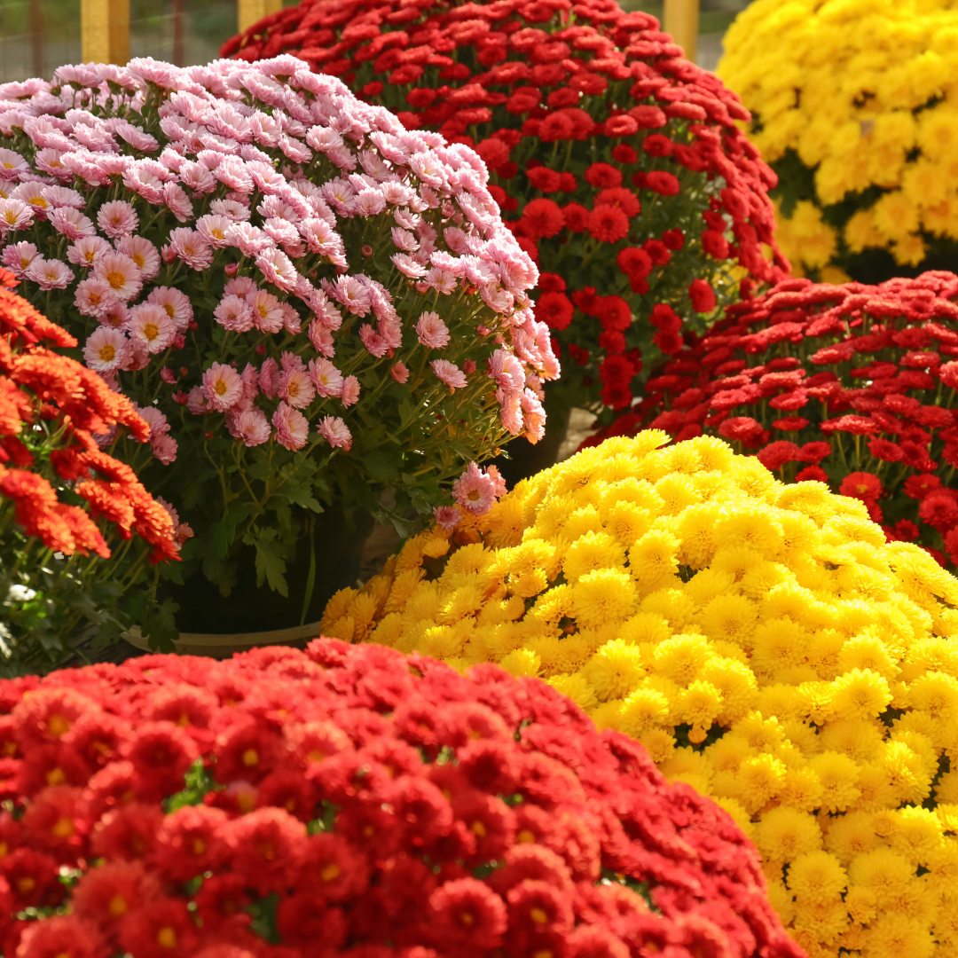 image of a floral arrangement