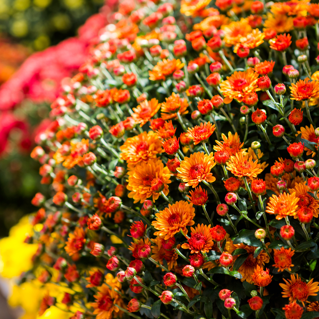 image of a floral arrangement