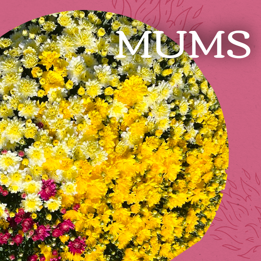 a vibrant picture of an autumn mum