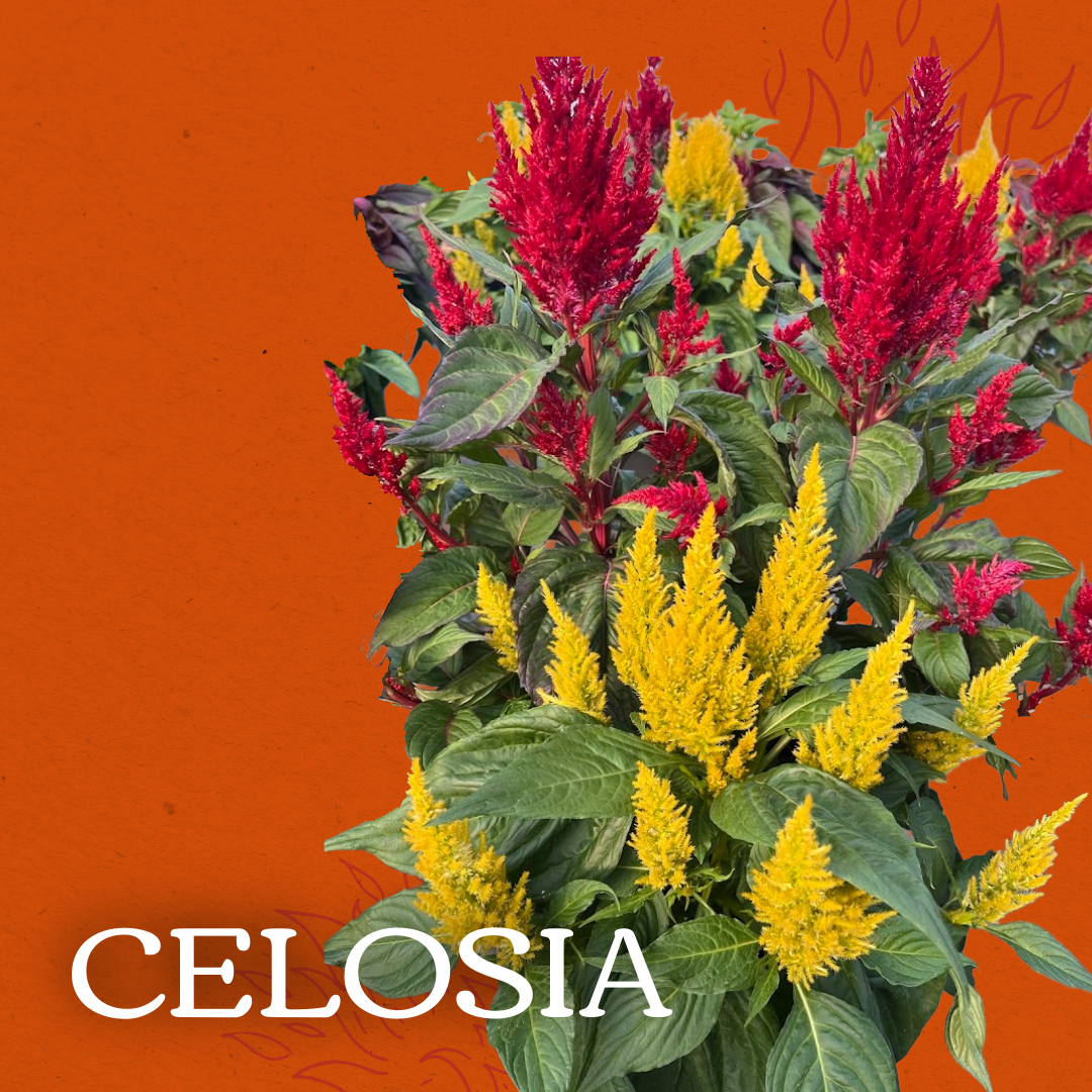 a vibrant picture of celosia
