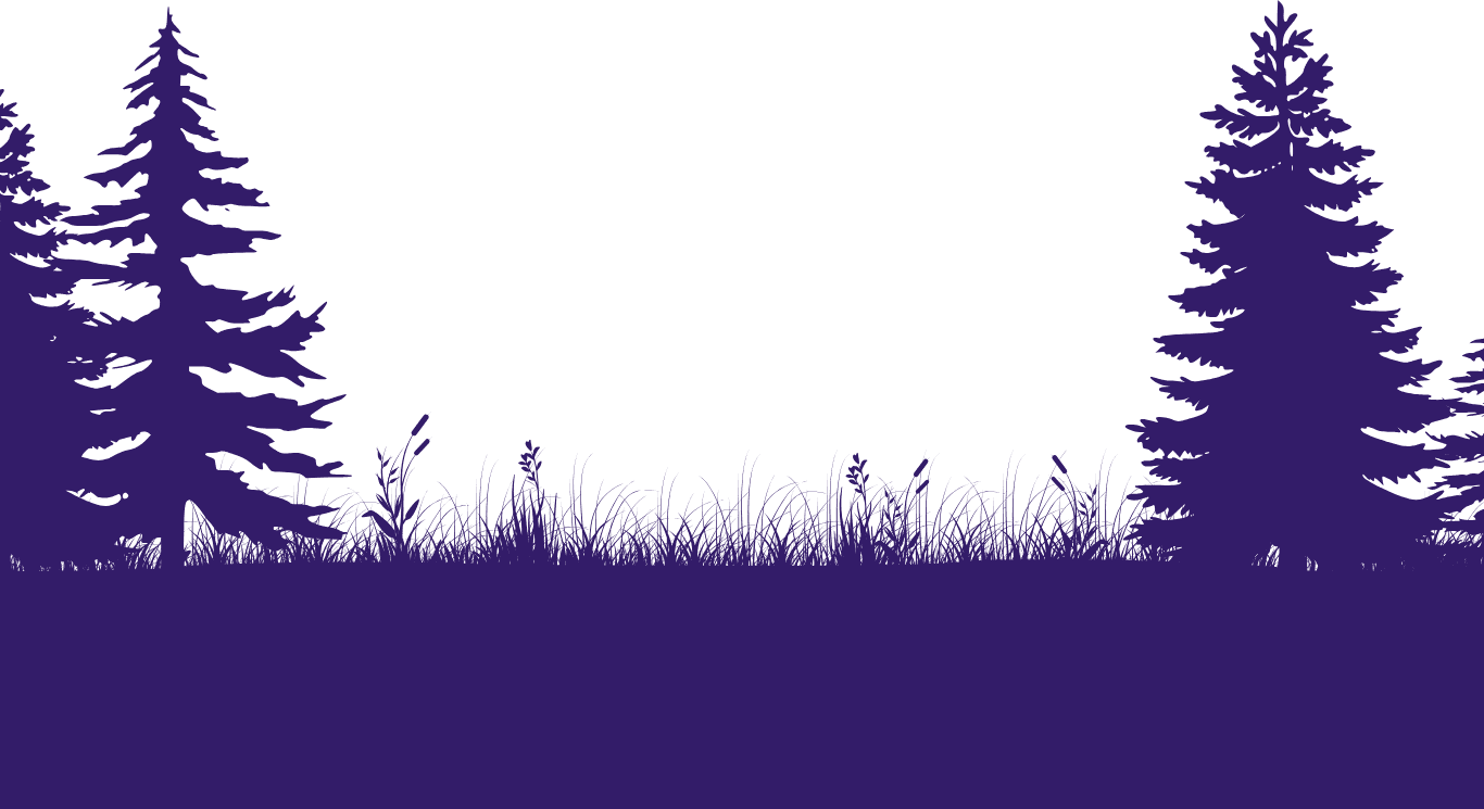 Arbres, sapin violet ombres