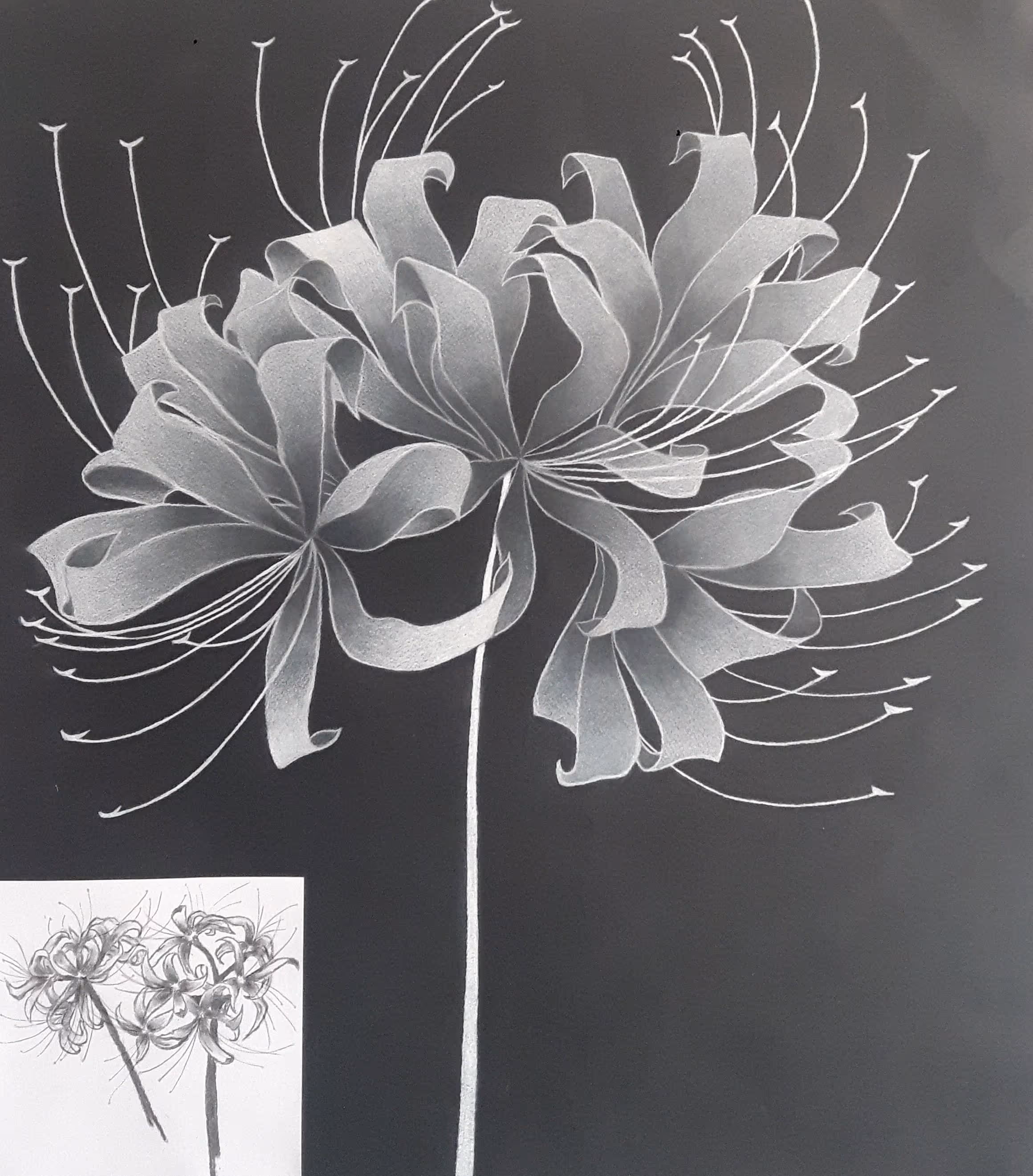 Dessin d' Hermione Geslot d'une Lycoris radiata blanche sur fond noir