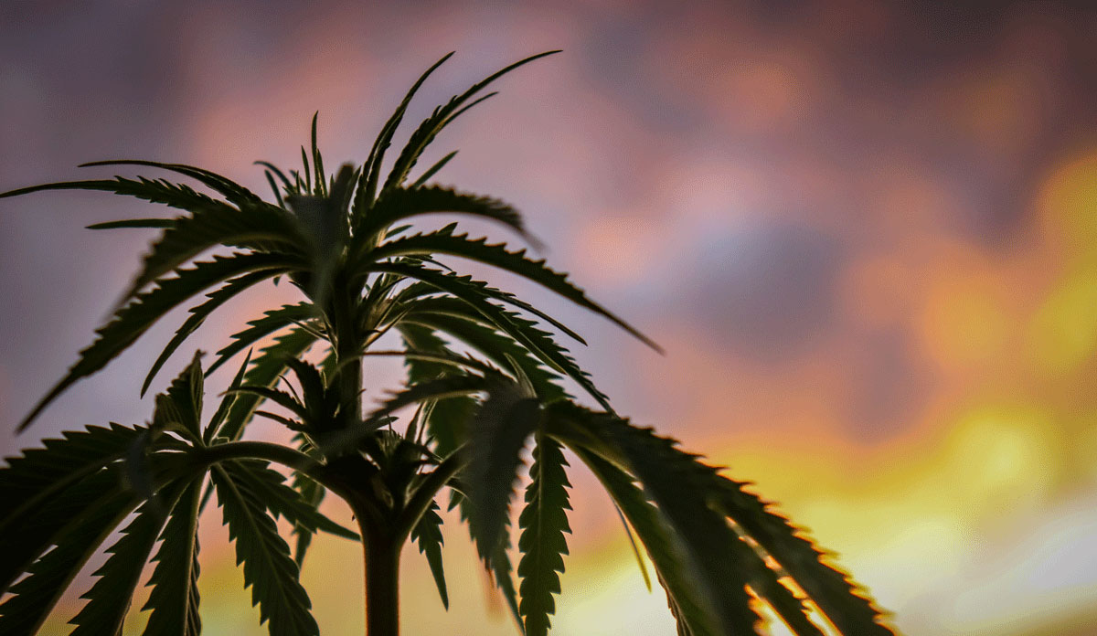 5 Hemp clothing benefits (for you, your planet and your business)