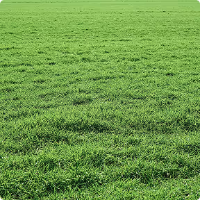 Grass