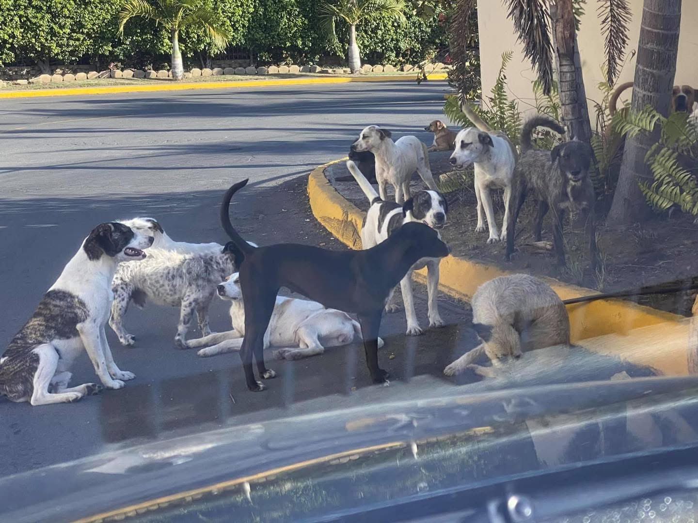 Grupo de perros realengos reunidos en una calle residencial de Puerto Rico durante mayo de 2026, reflejando el aumento de animales abandonados y la preocupación comunitaria por salud pública y manejo de desechos.