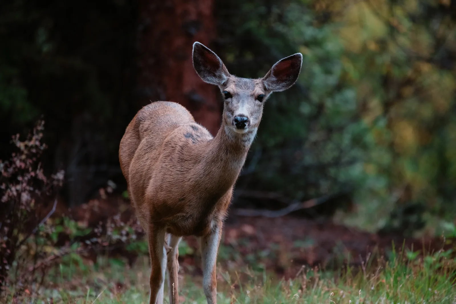 A mule deer at the edge of camp