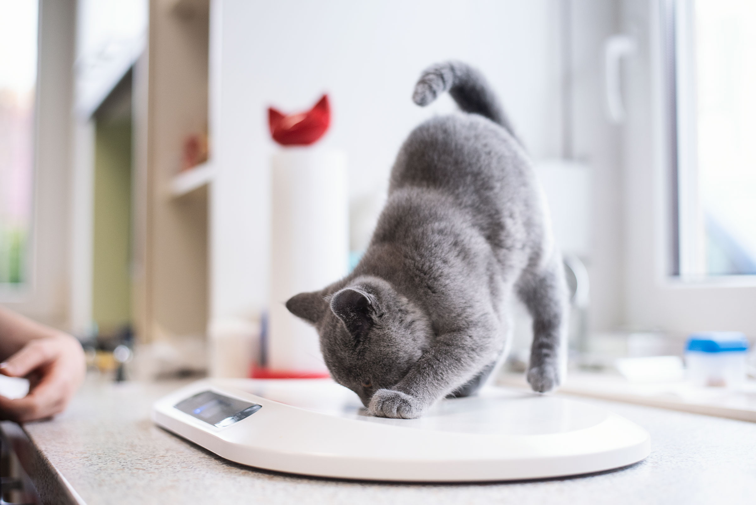 Graue Katze wird in der Tierarztpraxis auf einer Waage gewogen und schnuppert neugierig auf der Oberfläche.
