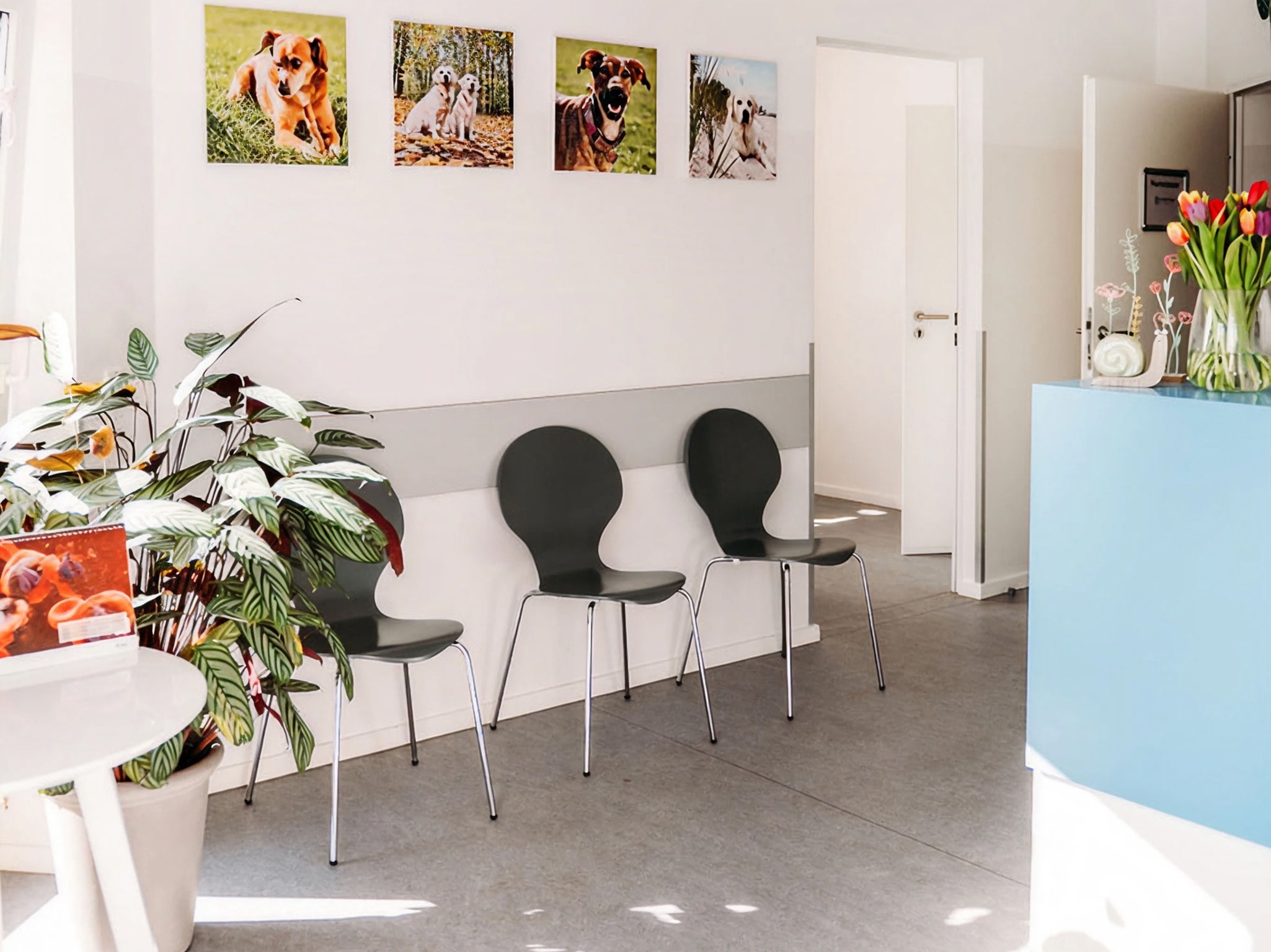 Wartebereich der Tierarztpraxis mit drei Stühlen, Pflanzen und Wandbildern von Tieren.