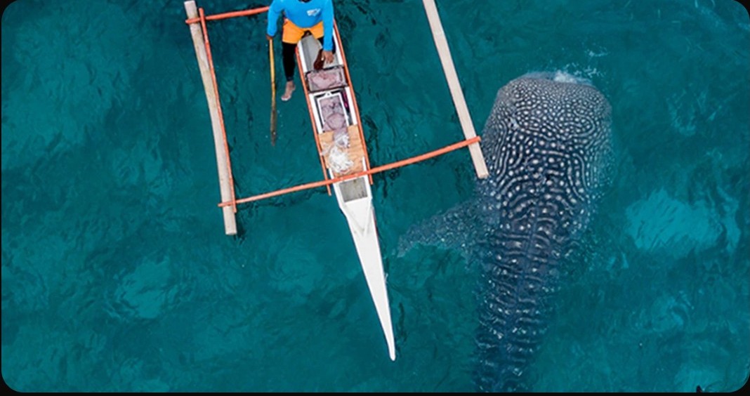 A whale shark alongside an outrigger boat in clear water off Cebu