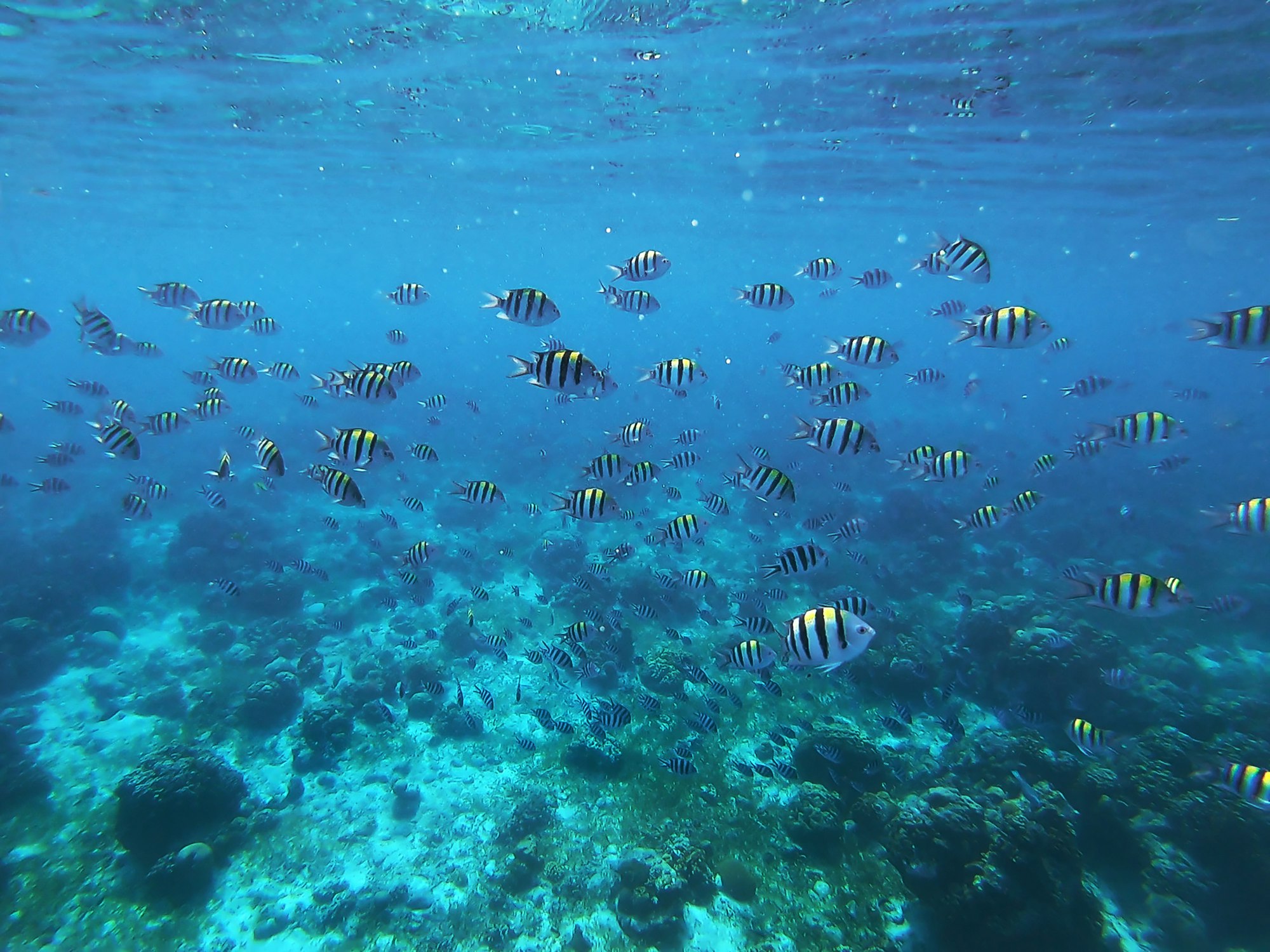 Shoals of reef fish over coral in the shallows off Cebu