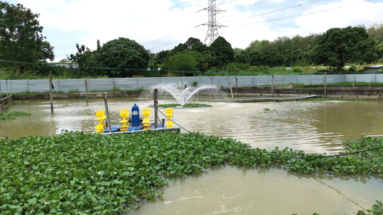 Singapore Crawfish’s Multi-Cropping Breakthrough