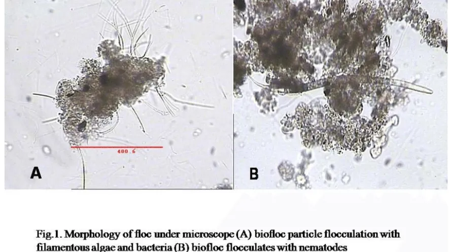 Understanding Biofloc Microorganisms