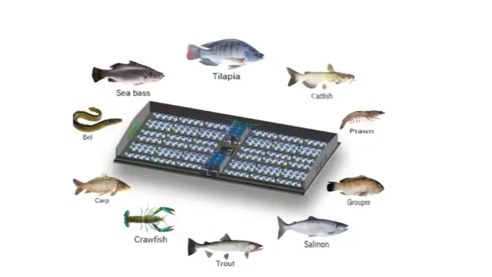 Is Small-Scale Shrimp Farming a Viable Sustainable Option