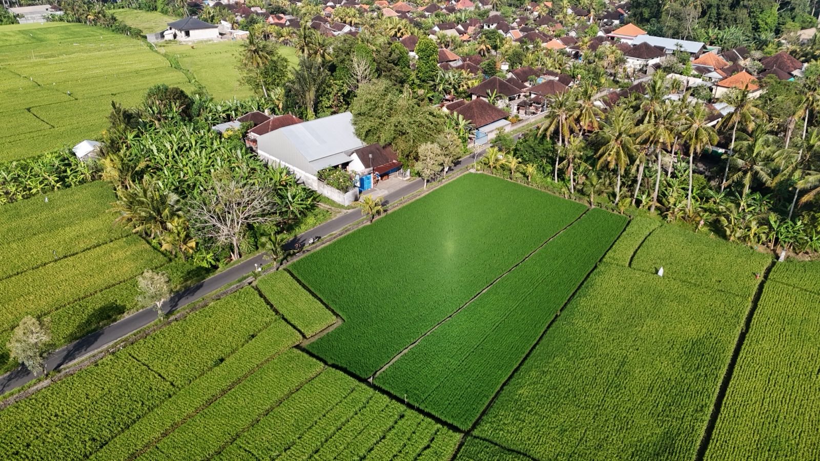 16.5 Are Leasehold Land Overlooking Rice Fields & Mount Agung in Kaba-Kaba