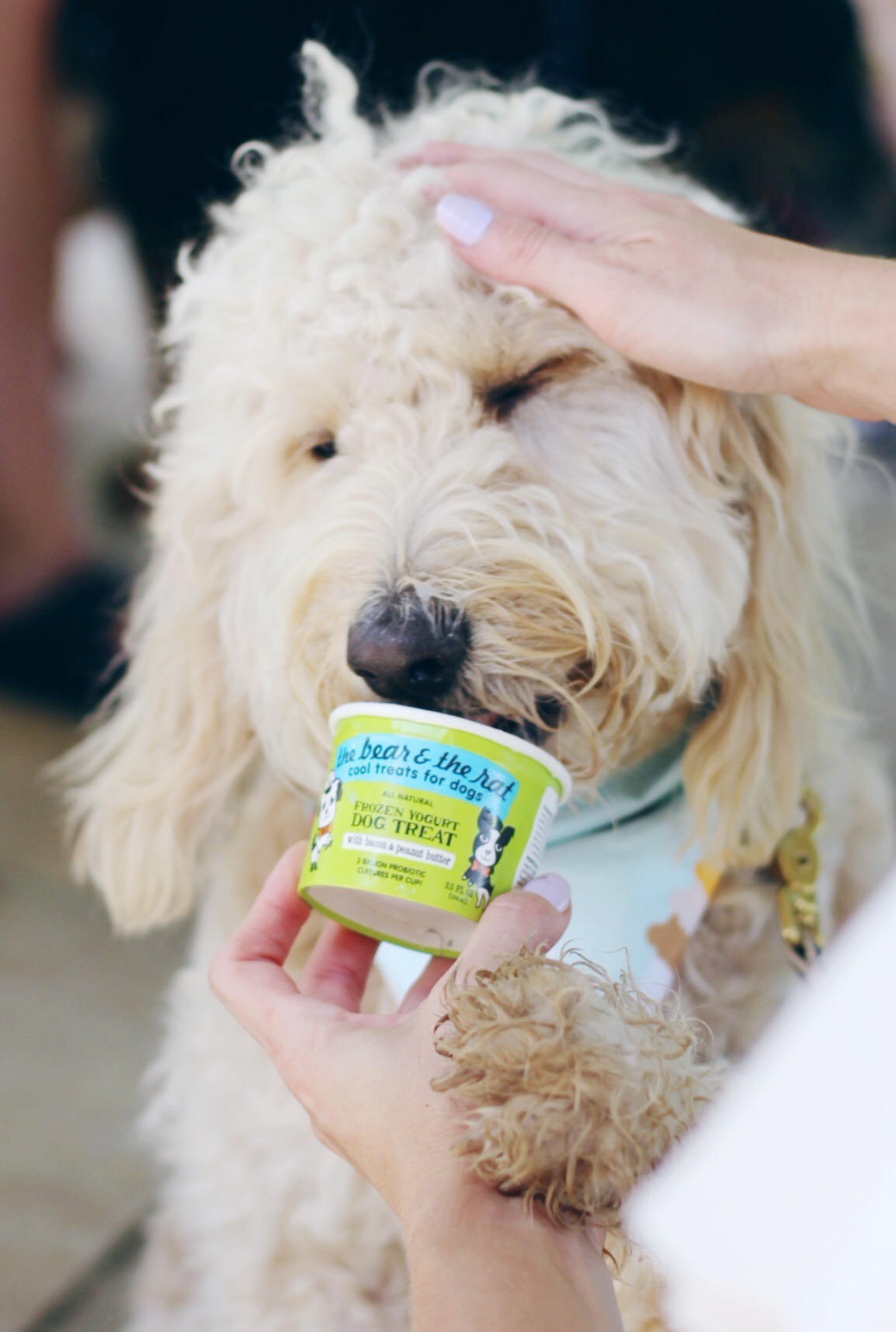 Fluffy dog enjoying a cup of The Bear & The Rat frozen dog ice cream