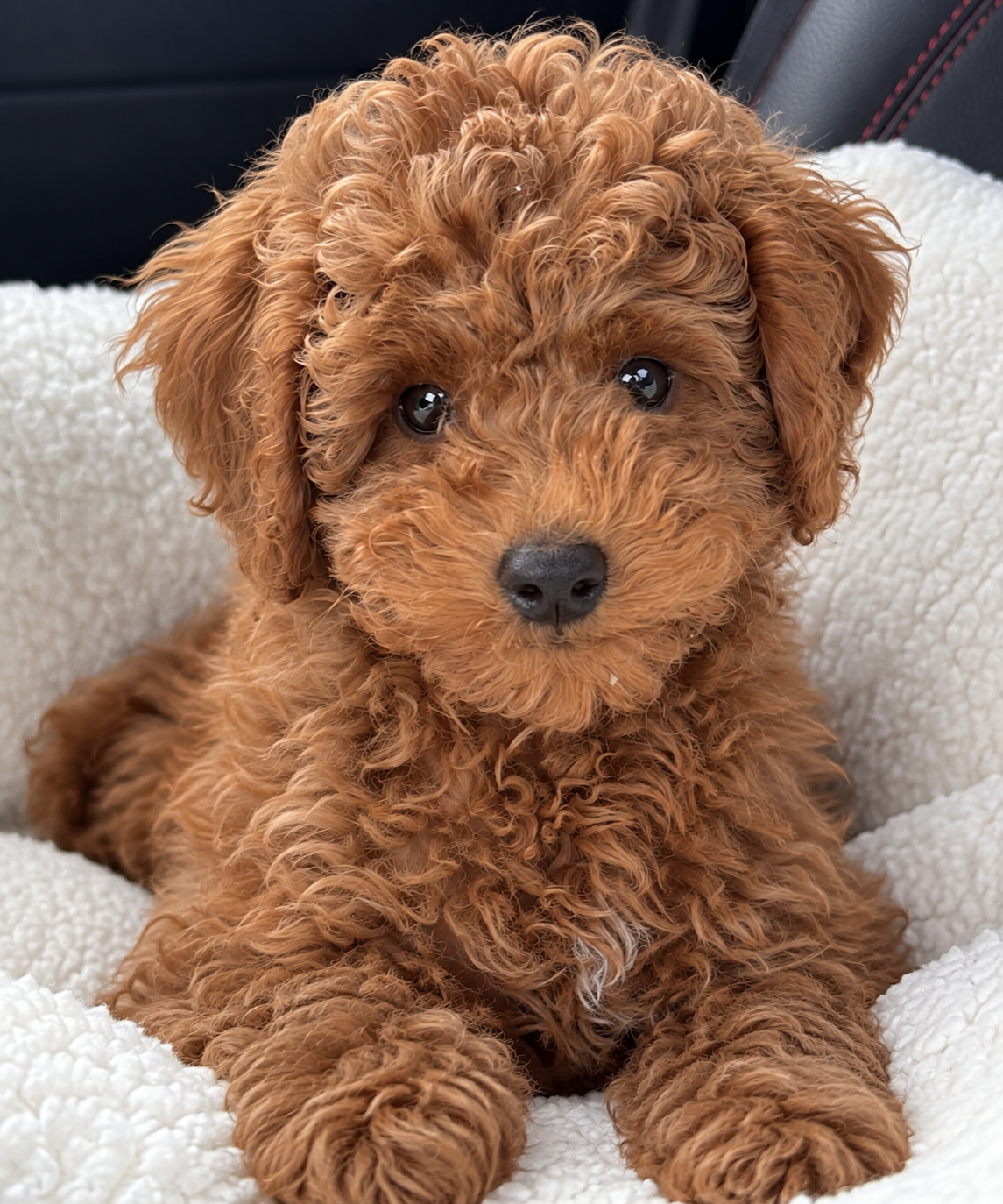 Teddy - kantoorhond en debiteurenbeheerder