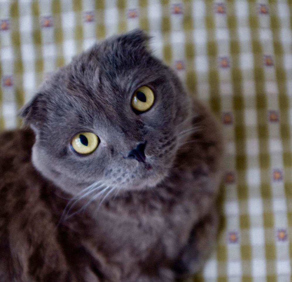 A grey cat with big golden eyes