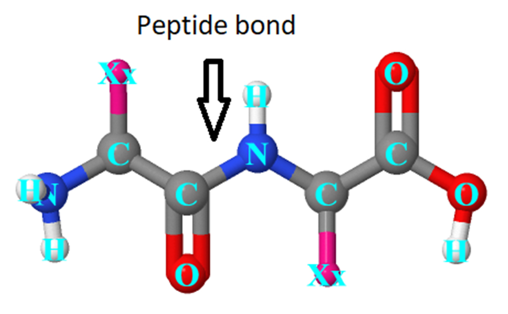 ceramides vs peptides