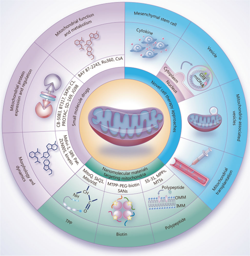 mitochondrial health