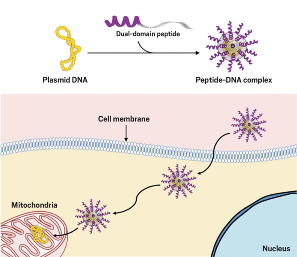 mitochondrial health