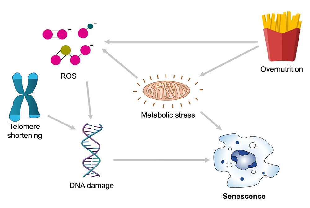 senescence