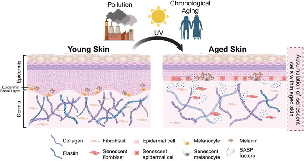 senescent cell in skin