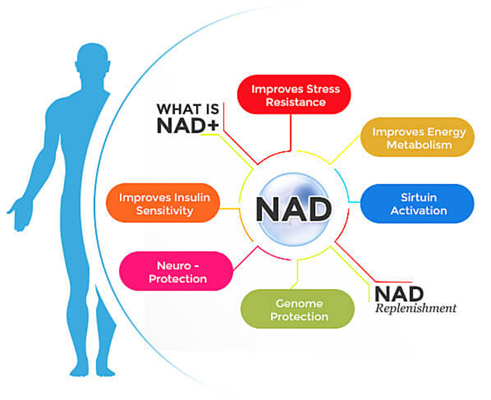 what is nad+
