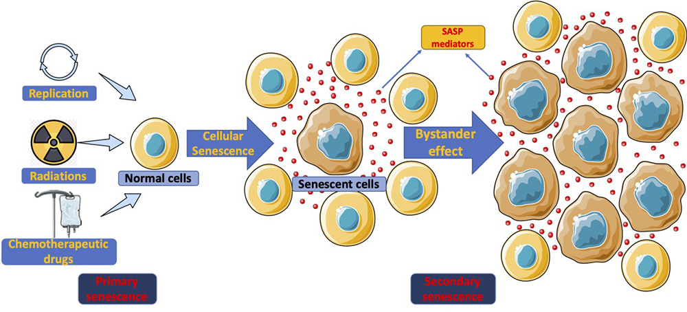 cellular senescence 