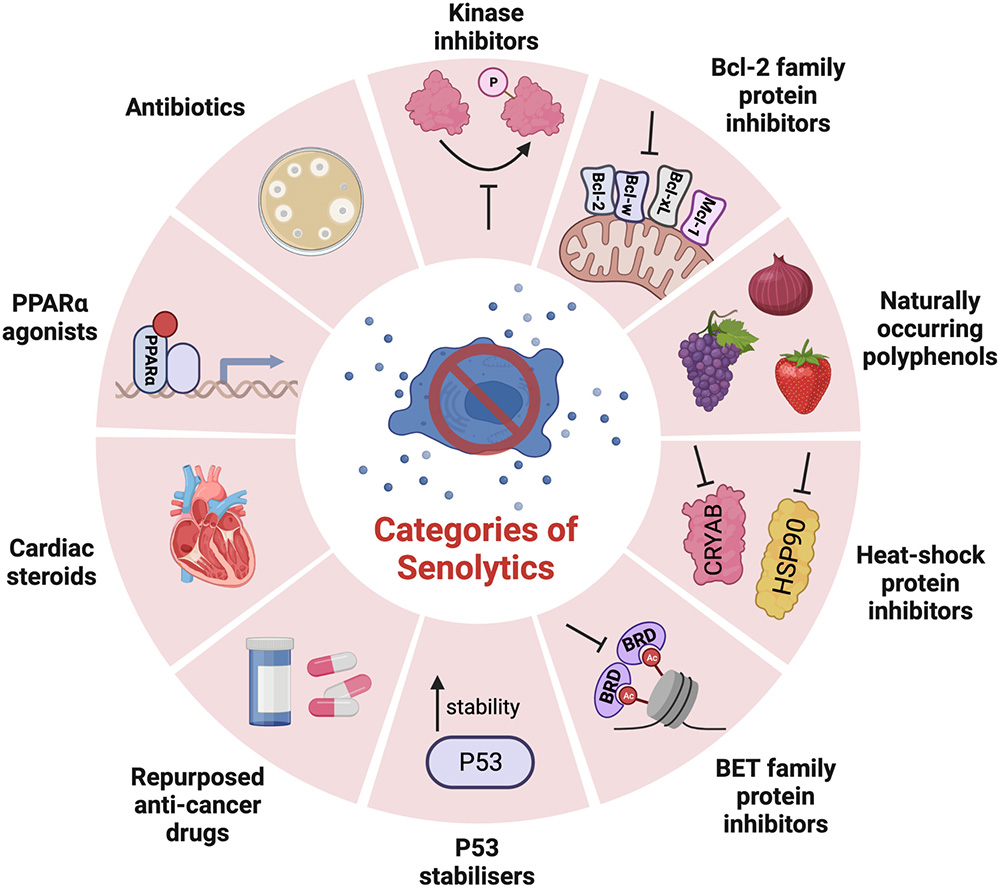 categories of senolytics