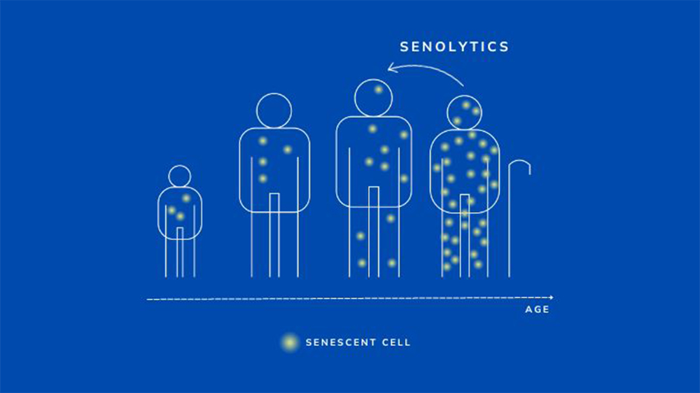 senolytics