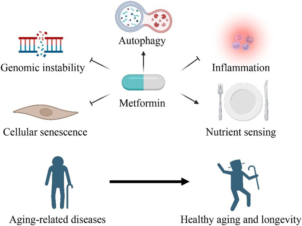metformin usage