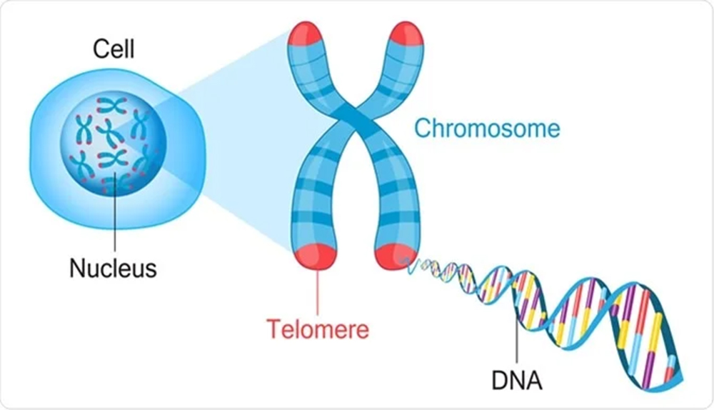 telomere