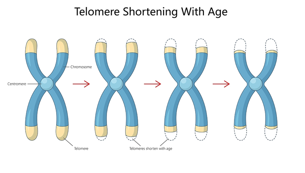telomere shortening with age