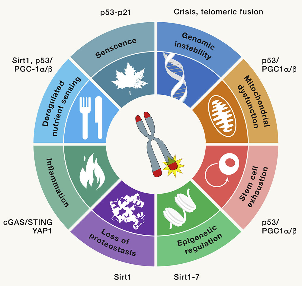 telomere dysfunction to cellular aging hallmarks