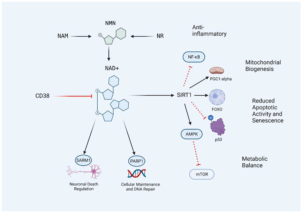 NAD+ levels in the body