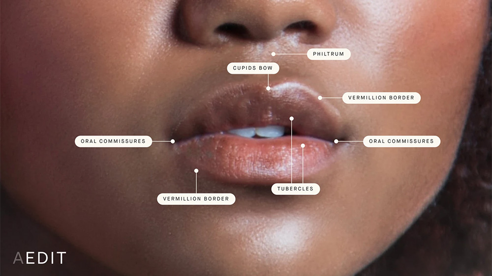 lip anatomy
