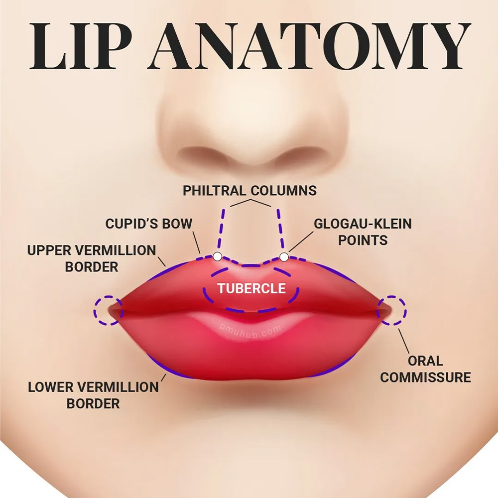 vermilion border lip anatomy